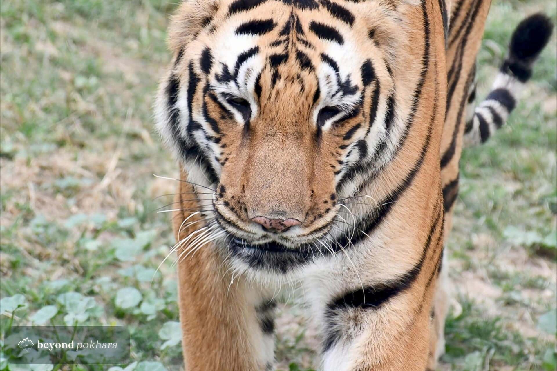 A wild Bengal tiger in Bardia National Park