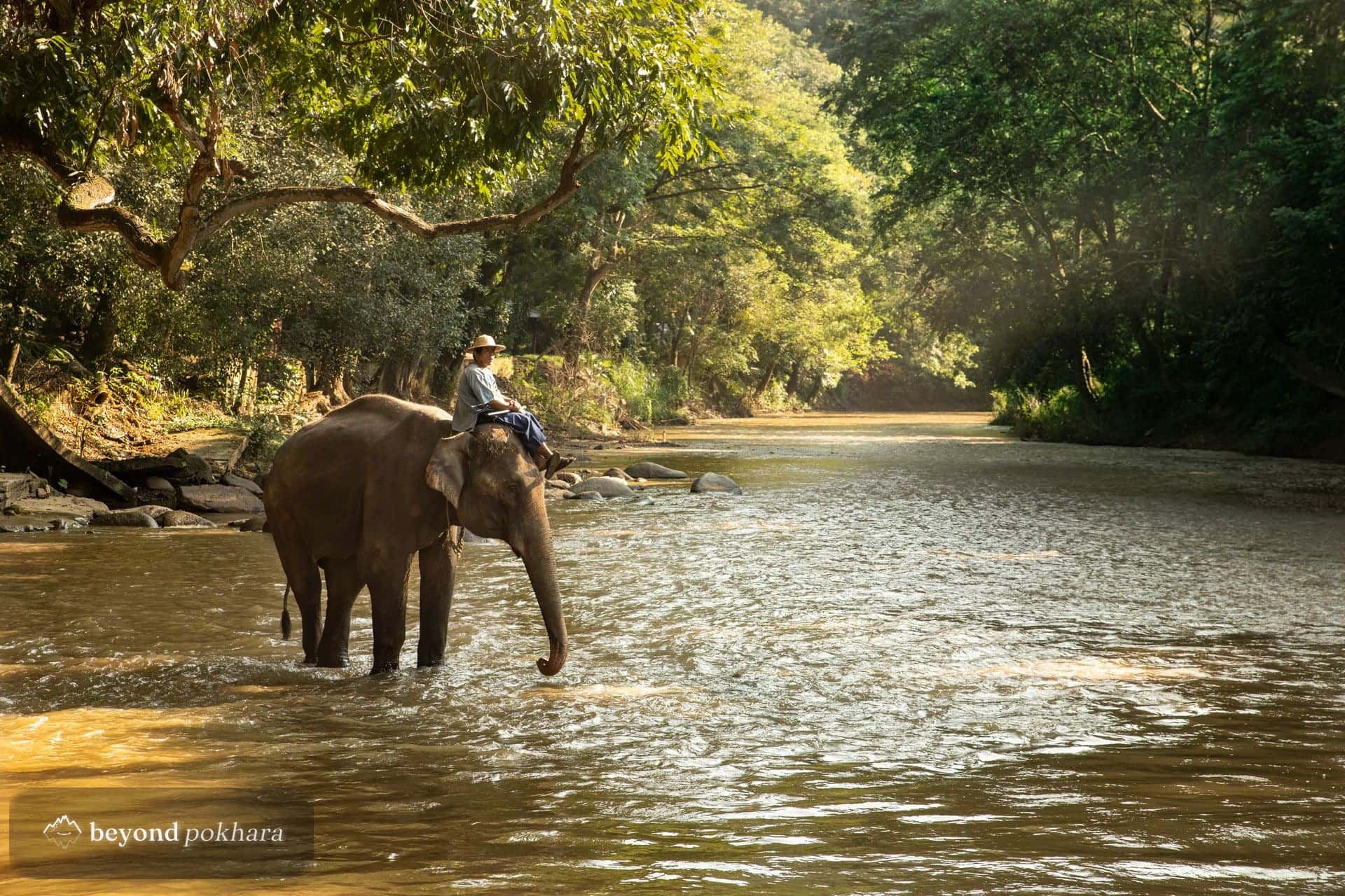 An elephant crossing a river in the Terai jungle
