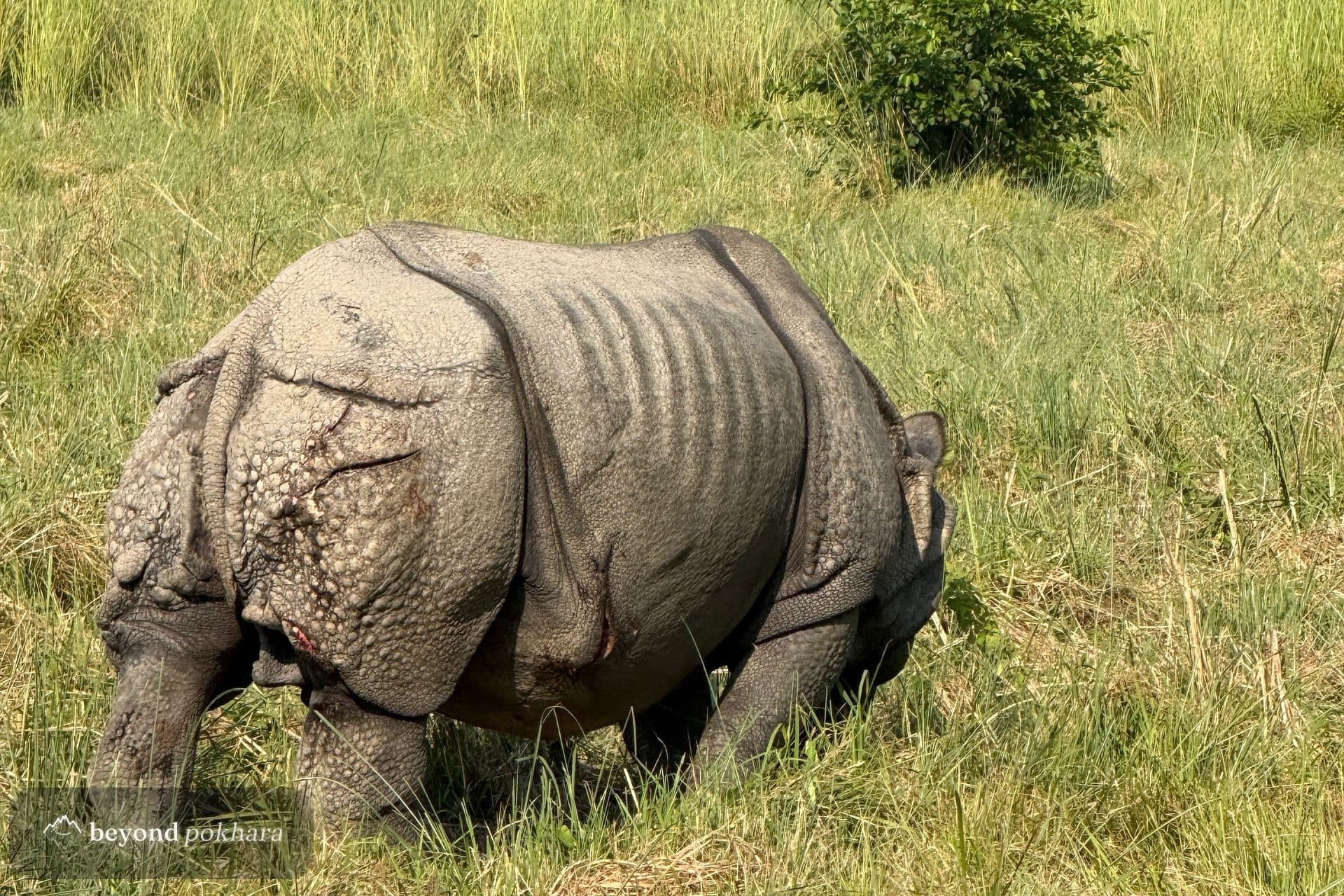One-horned rhino in the Chitwan grassland, the wildlife you come for on a Chitwan jungle safari from Pokhara