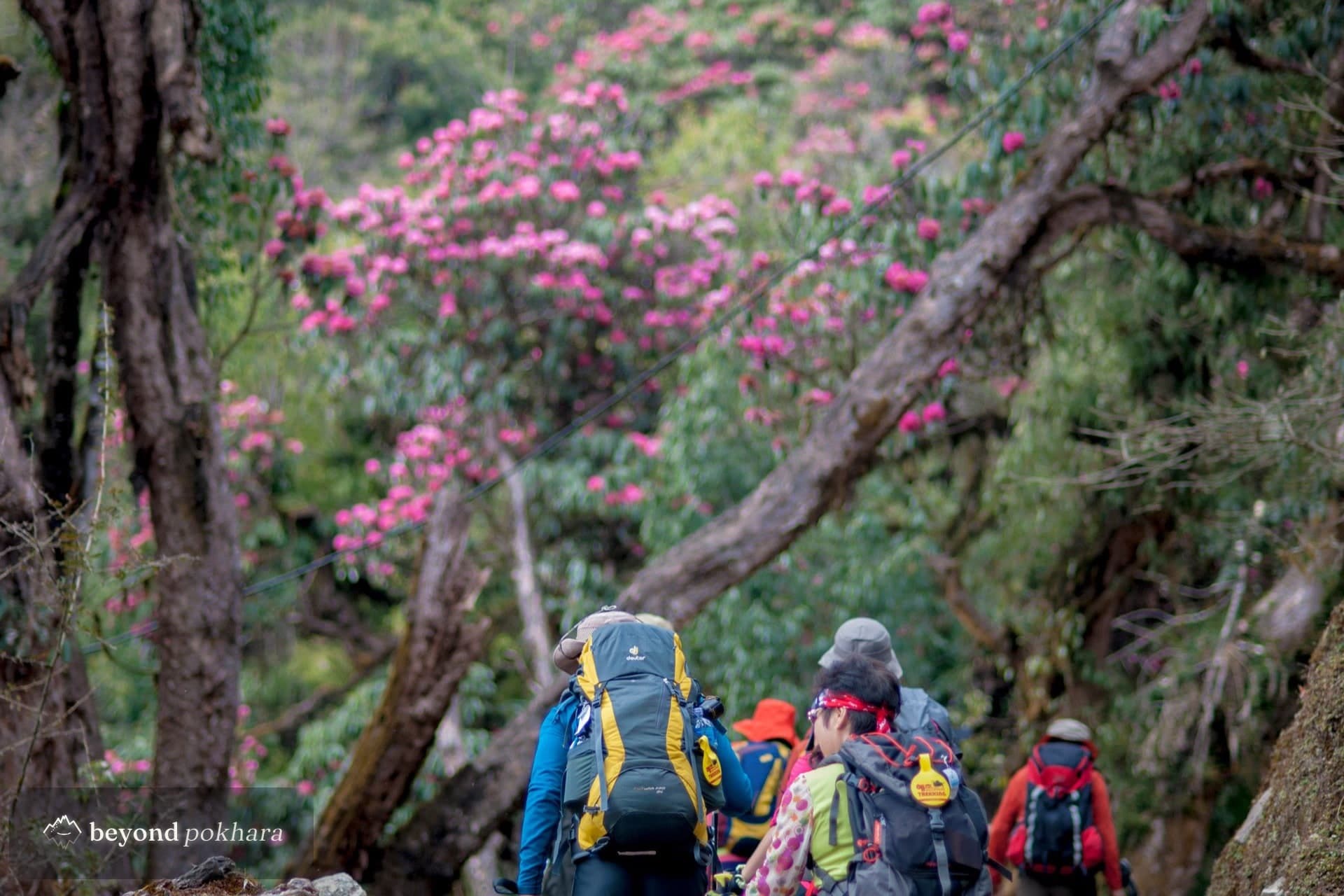 Trekkers in rhododendron forest below the Khopra ridge