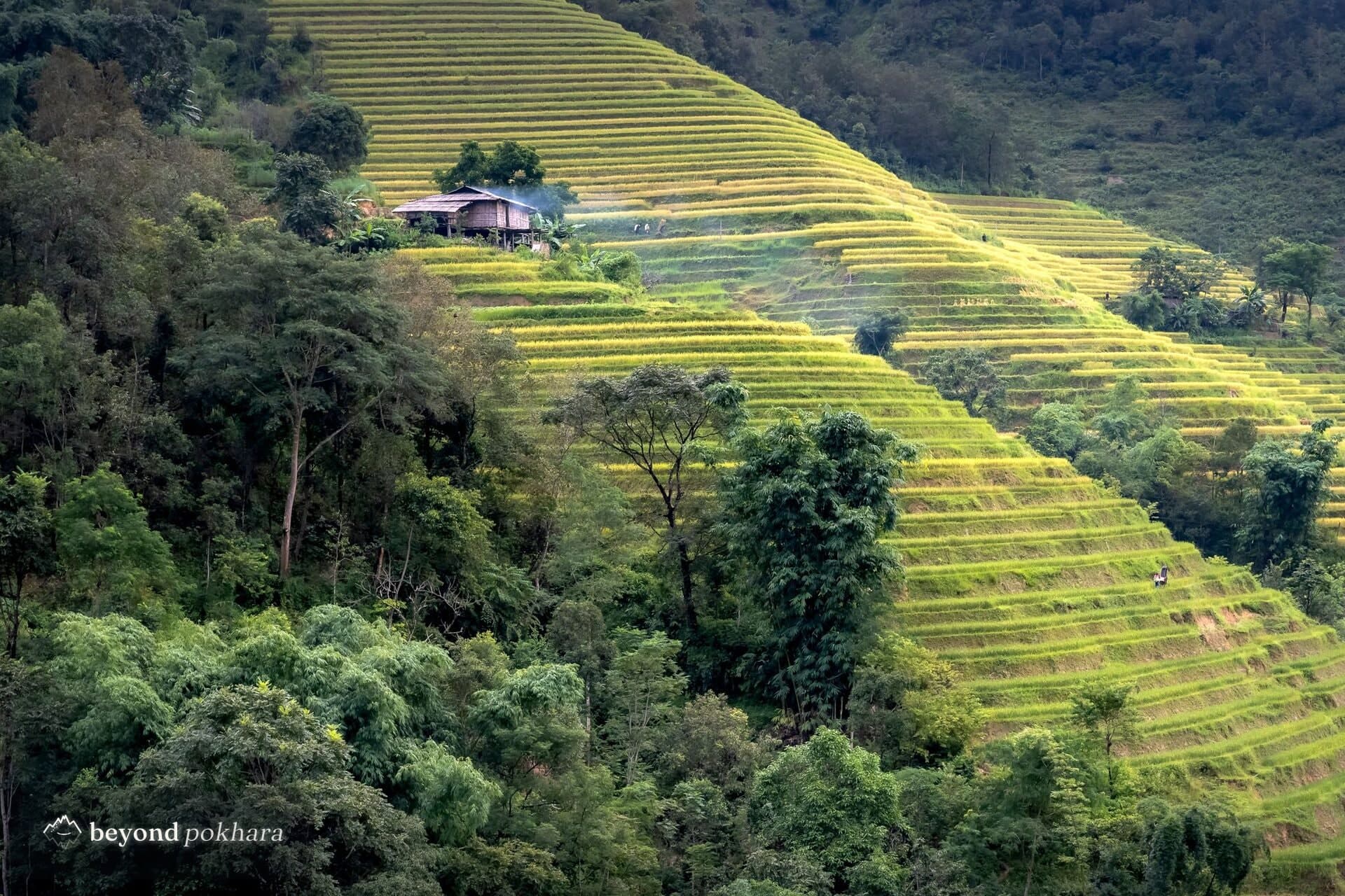 A hillside farmhouse among terraces near Nirmal Pokhari