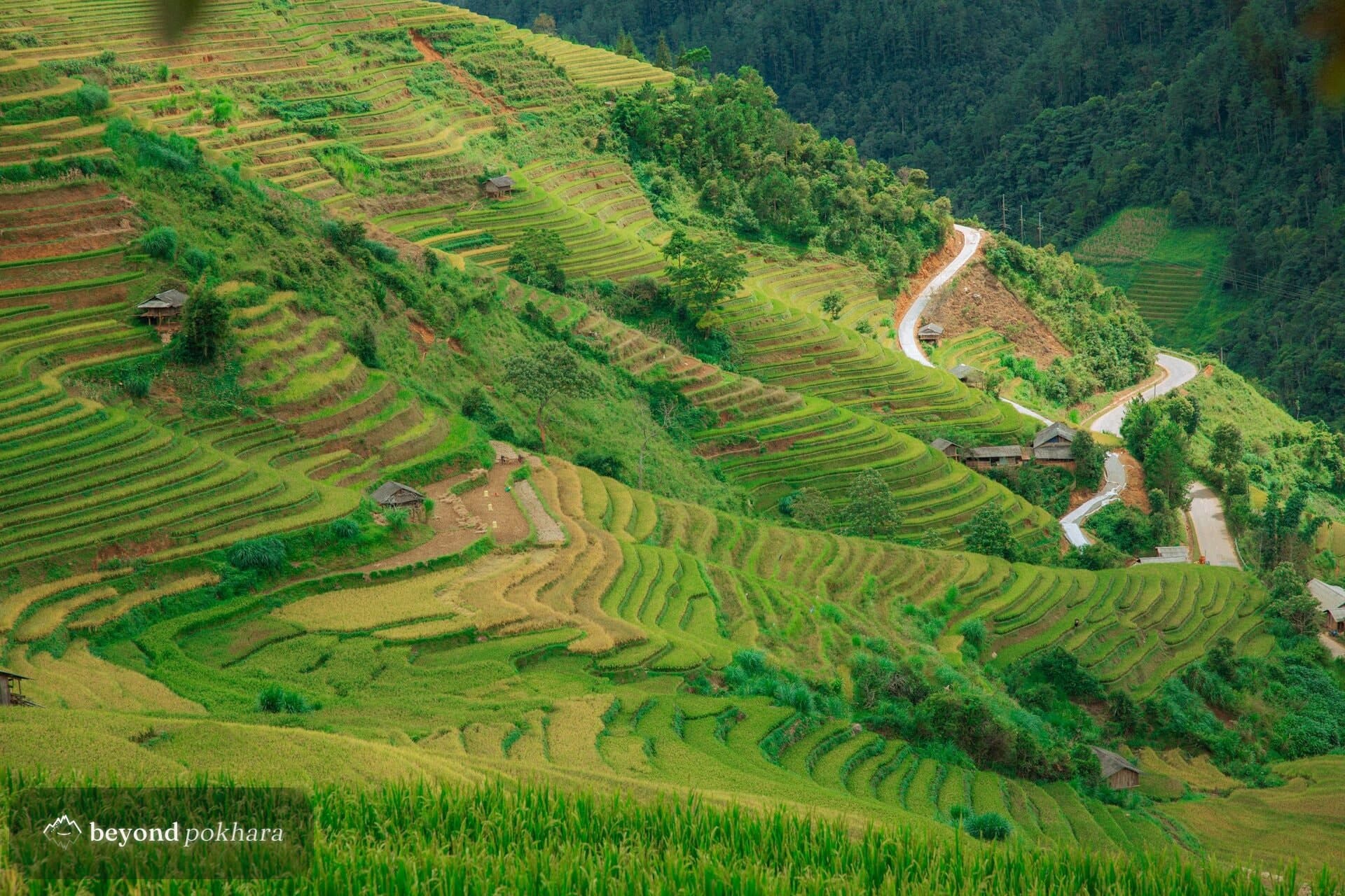 Green rice terraces above Nirmal Pokhari