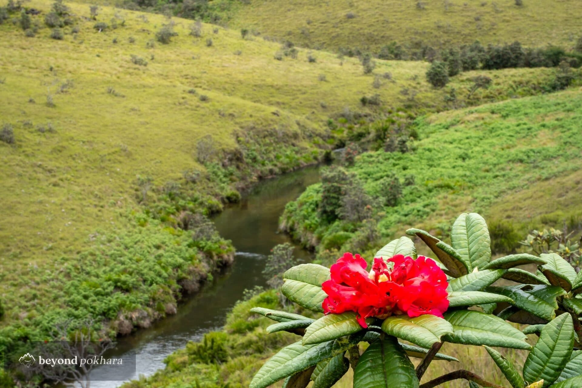 Rhododendron forest in flower below Poon Hill