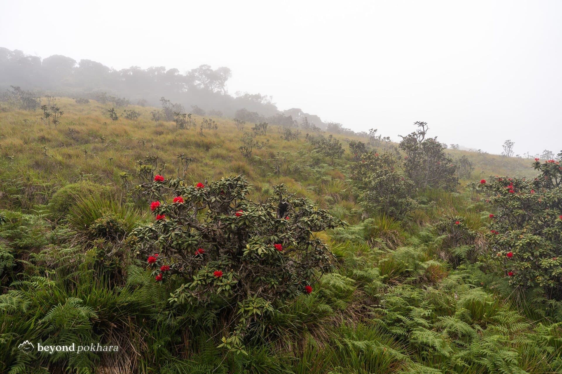 Red laligurans (rhododendron) in bloom on the Ghorepani ridge